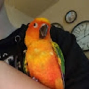 Meet your Posher, Hailey